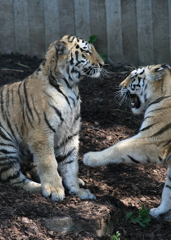 Heldagstur til Odense og Zoo - Klik for at tilmelde dig