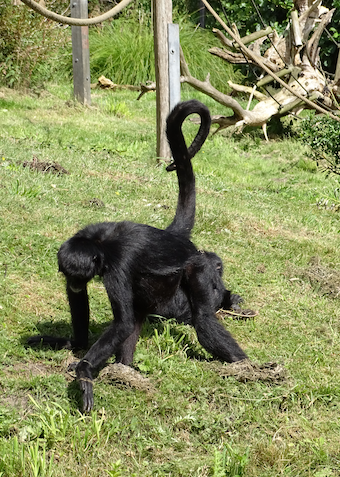 Knuthenborg Safaripark med overnatning - Klik for at tilmelde dig